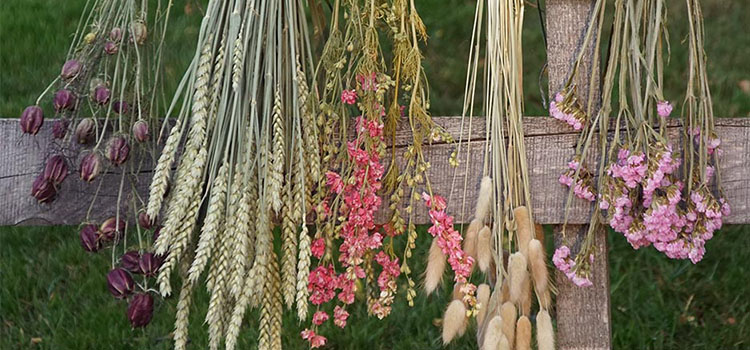 Trockenblumen kaufen getrocknete Blumen und Gräser dekorieren Naturfloristik und natürliche Deko